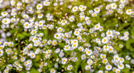 White small daisies blooming on grass background
