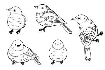 小鳥 メジロの線画イラスト素材