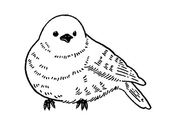 小鳥 メジロの線画イラスト素材