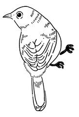 小鳥 メジロの線画イラスト素材