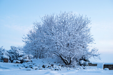 verschneiter baum
