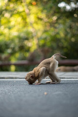 Macaque monkey