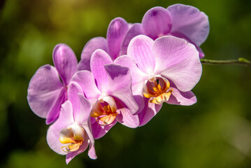 Purple Orchid branch on green natural background
