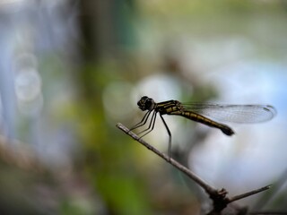 Selective focus view of dragonfly on the leaf with blurred background. Macro photography.