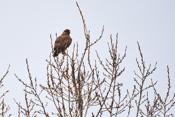 Buzzard bird in a tree