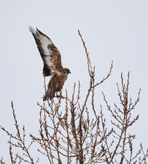 Buzzard bird in a tree