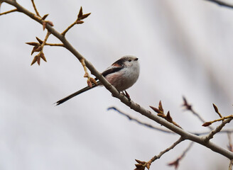Long tailed tit perched