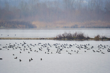 Flock of coots on the river