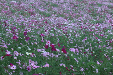 秋風に揺れて咲く