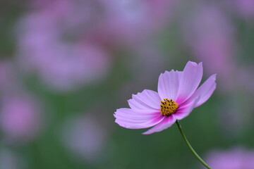 Fototapeta premium 秋風に揺れて咲く