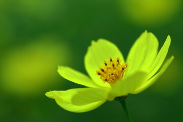 秋風に揺れて咲く