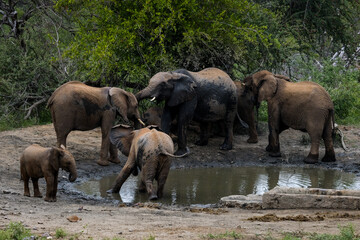 Breeding herd of elephants