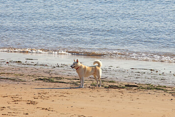 Dog or puppy walking or playing on the beach