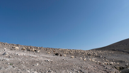 herd of sheep on the mountain