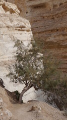 A tree on the hiking trail in the En Avdat National Park in the Negev desert in Israel in the month of January