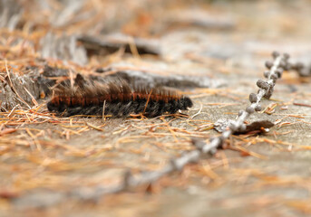 Closeup of an oak eggar moth larva, Lasiocampa quercus, with its characteristic hairy appearance near Davos, Switzerland