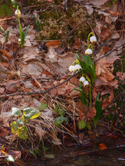 summer snowflake blooming by the creek. small flower with white petals