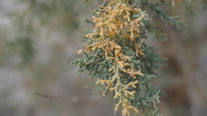 Plants next to the hiking trail in the En Avdat National Park in the Negev desert in Israel in the month of January