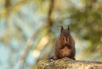 A cute brown red squirrel eating nut on a rock against a blurred background