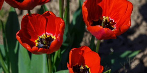 red tulips in the garden. flowers on a sunny day
