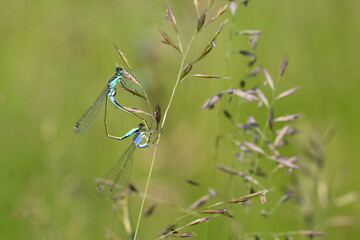 Große Pechlibelle (Ischnura elegans)