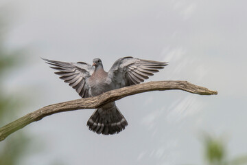 Hohltaube (Columba oenas)
