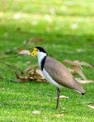 Naklejka premium The masked lapwing (Vanellus miles) Western Australia