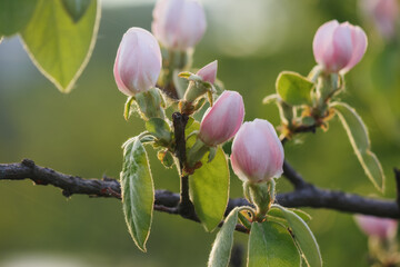 apple blossom closeup. tender flowers in morning light