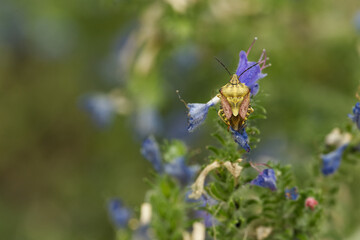 Purpur-Fruchtwanze (Carpocoris purpureipennis)