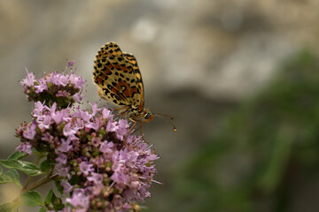 Roter Scheckenfalter (Melitaea didyma)
