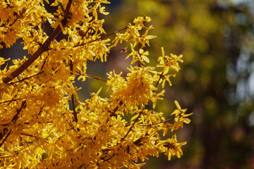 forsythia bush closeup. bright yellow blossom in spring