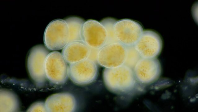 Movement of embryos in eggs of Turbellaria worms under a microscope. Order Polycladida, type Platyhelminthes. The specimen was found in the White Sea.