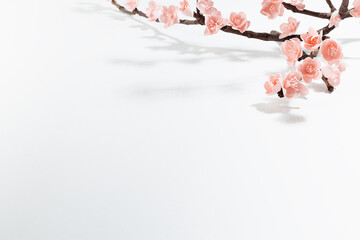Branch pink sakura in sunlight with shadows on soft light white wood background, top view, copy space. Gentle romantic springtime flowers background for poster, flyer, card, design. © finepoints