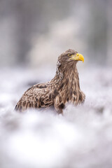 Adult eagle in the frosty bog