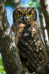 Spotted Eagle Owl