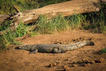 Crocodile 