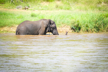 Fototapeta na wymiar Elephant in the river
