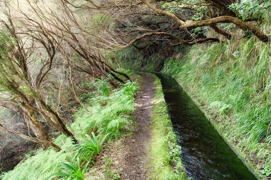 Levada do Risco, Rabacal, Madeira, Portugal. View of levada and narrow path through a green tunnel formed by laurel trees. 25 Fontes. 