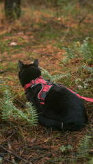 Cat on a leash. View from behind of a cat sitting in the grass.