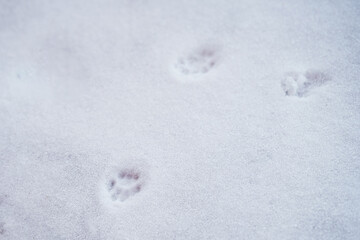 Cat paws on the snow. Cat paw tracks on snowy wooden terrace. Home pets exploring outdoors in winter.