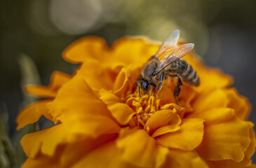 A bee looking for food on a marigold flower.