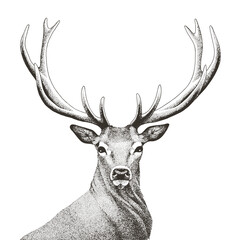 Vector illustration of hand drawn noble deer - 563843688