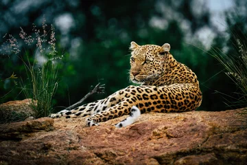 Gartenposter Female Leopard © Africa Content