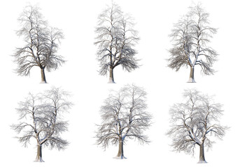 3D render forests and nature during winter