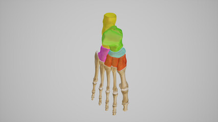 Tarsal Bones Anatomy Superior View