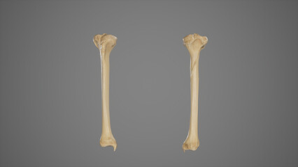 Anterior and Posterior View of Tibia