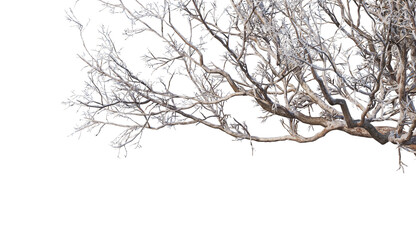 3D render forests and nature during winter