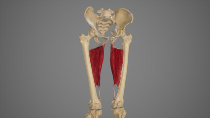 Medical Acurate Illustration of Adductor Magnus - obrazy, fototapety, plakaty