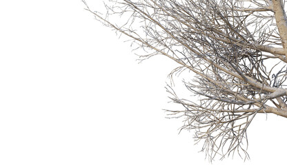 3D render forests and nature during winter