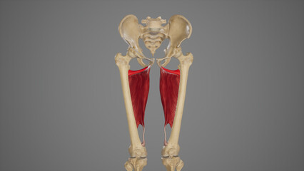 Medical Acurate Illustration of Adductor Minimus